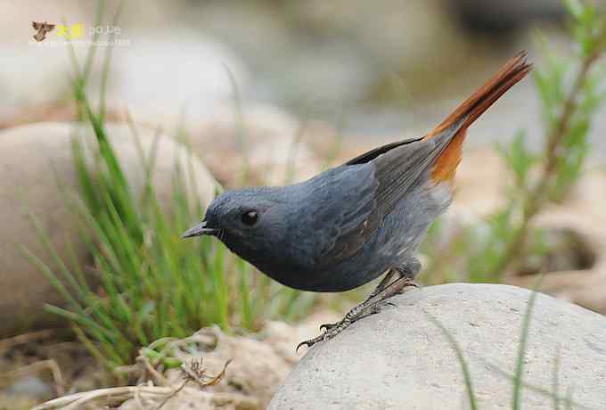 父爱如山：实拍红尾水鸲和它的四个宝宝们