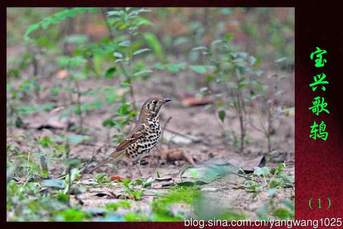 宝兴歌鸫（1）