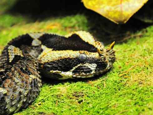 龙：传说的兽原型探秘（蝰蛇类）