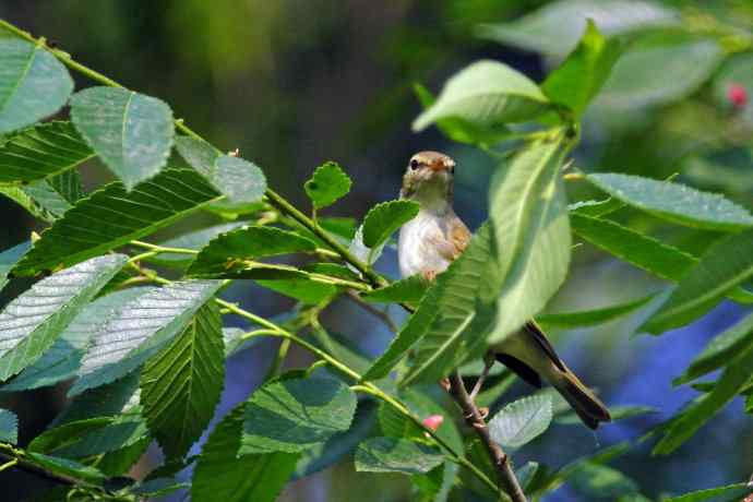 极北柳莺(3) 极北柳莺(3)
