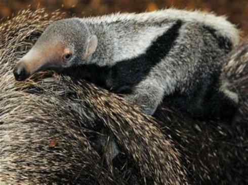 动物世界：山寨还是原创之五