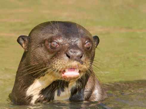 犬科:犬亚科犬属之郊狼、红狼 犬科:犬亚科犬属之郊狼、红狼