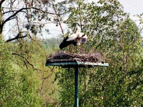 另类鸟类建筑师之一（白鹳、秃鹳）
