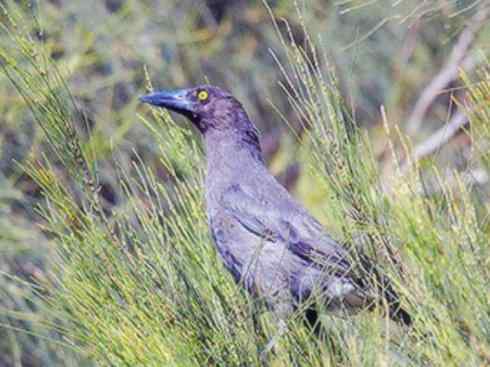 天生猎手：非猛禽类猎手之二（雀鸟也是屠夫——伯劳）