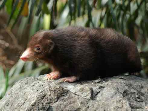 犬科：狐亚科之大耳狐