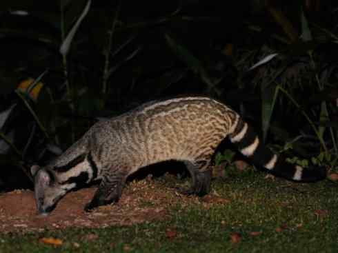 狈：传说的兽原型探秘（鬣狗）