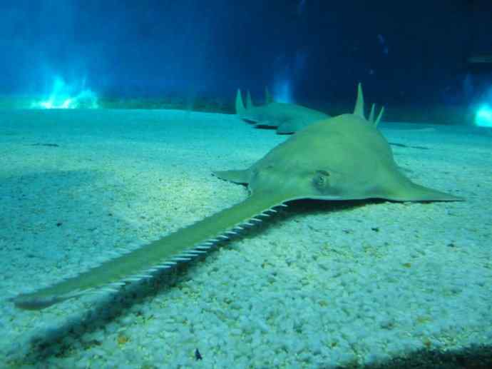 鱼类活化石:锯鳐 鱼类活化石:锯鳐