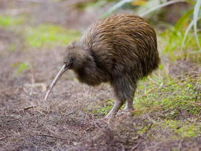 盘点十二大著名食蚁动物：短吻针鼹