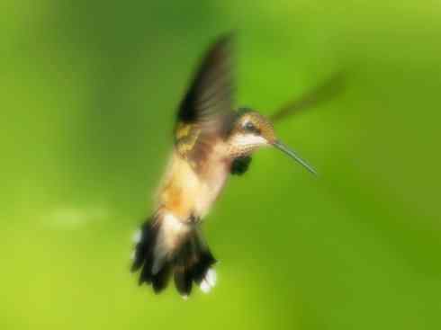 雀鸟也彪悍：别拿豆包不当干粮（蜂鸟）
