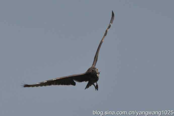 飞（夜鹭） wbr1