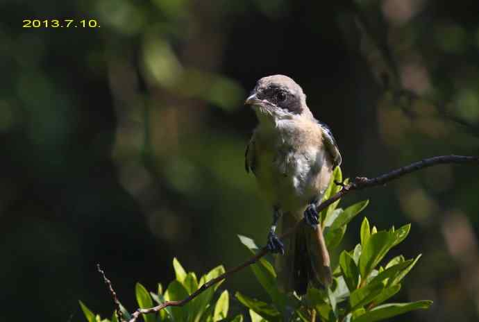 207.小伯劳成长记（3）亲鸟育儿篇