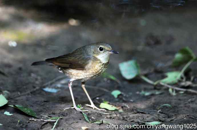 雌性蓝歌鸲（3）
