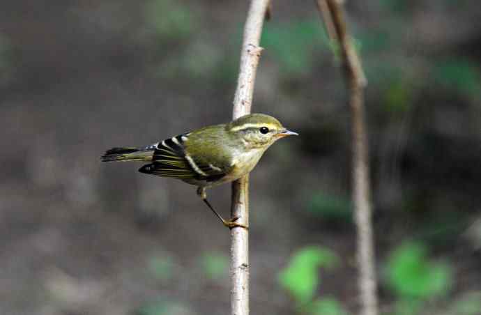 黄眉柳莺（17）