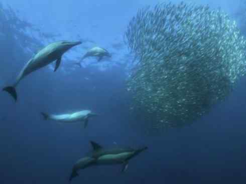 自然奇观：动物大迁徙(沙丁鱼)