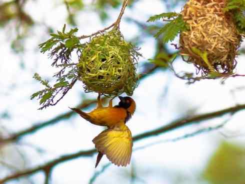 极品红色鸟类：红艳织雀