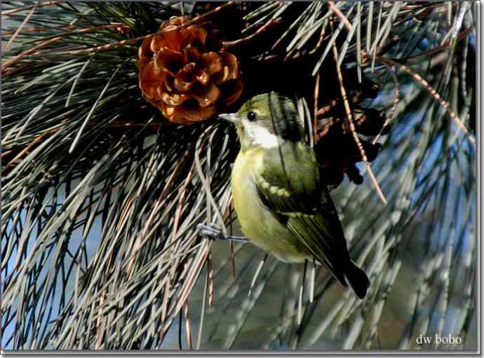 中国特有鸟种-黄腹山雀、黑头鳾