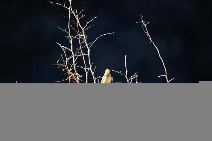 白河峡谷生境鸟片（原画幅）