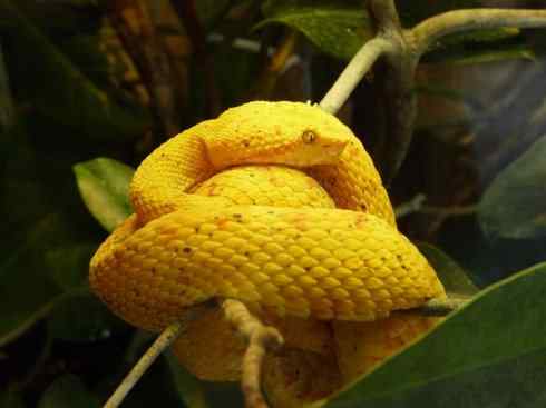 龙：传说的兽原型探秘（响尾蛇类）