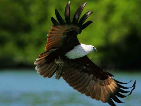 白头鸟系列：另类的美丽12