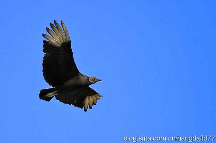 黑美洲鹫（2）