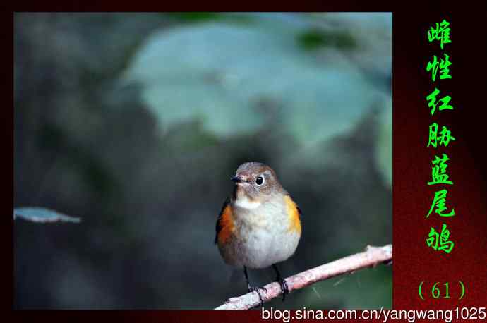 雌性红胁蓝尾鸲（61）