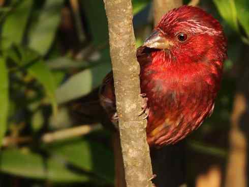 极品红色鸟类：酒红朱雀