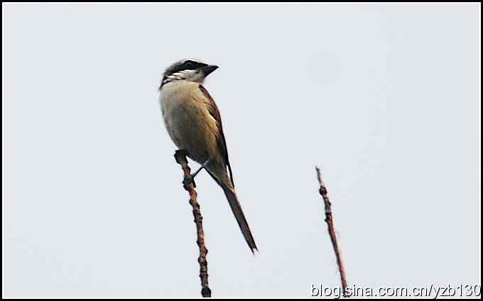 金海湖的鸟（5）鈥斺斆坝甏虻降幕冶巢停ㄗ橥迹