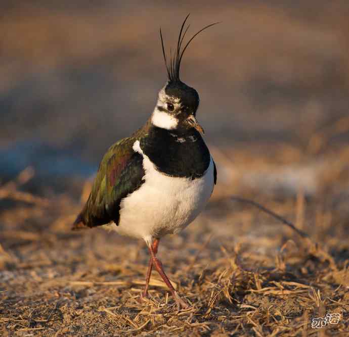 官厅水库&nbsp;wbr路&nbsp;wbr凤头麦鸡