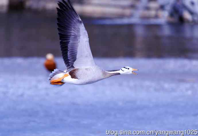 斑头雁（抓拍）9