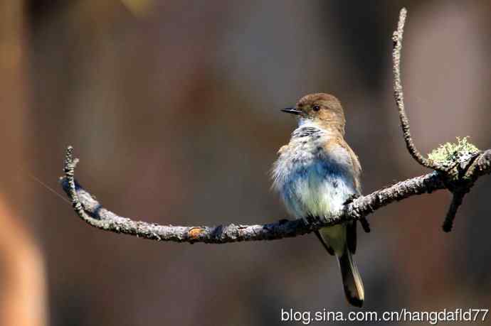 东菲比霸鹟（3）