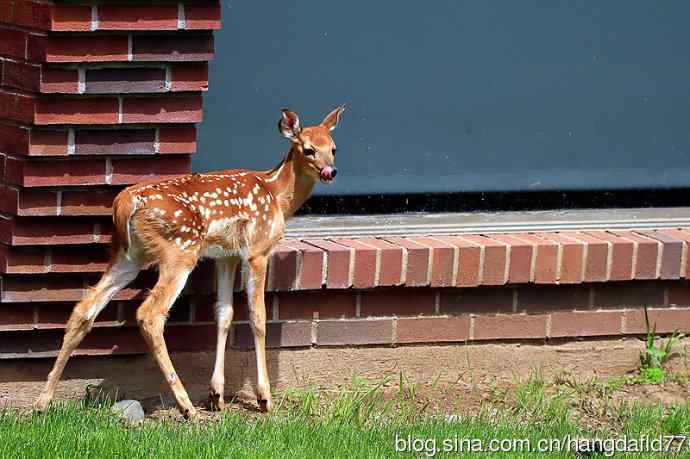 误入校园的小鹿