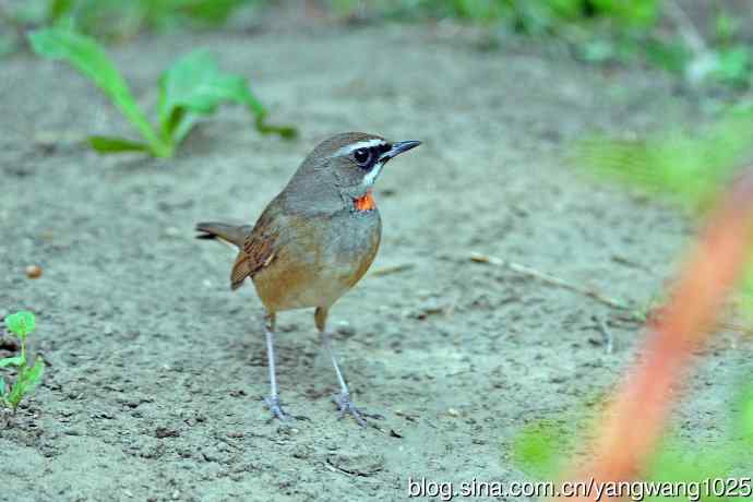 雄性红喉歌鸲(19) 雄性红喉歌鸲(19)