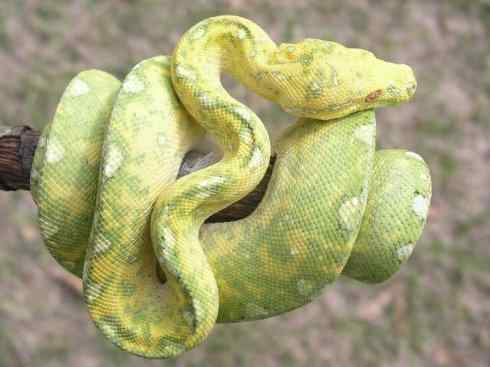 龙：传说的兽原型探秘（树蟒类）