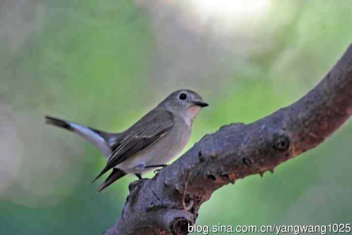 秋天的红喉姬鹟（4）