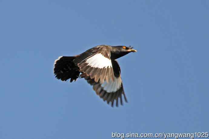 捕捉飞虫的八哥（记实）续3