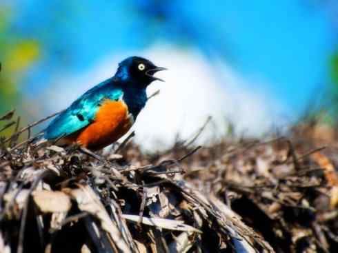 美丽无罪：雀鸟之辉椋鸟