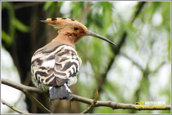 风情万种的鈥湸魇も澞瘛菊掌