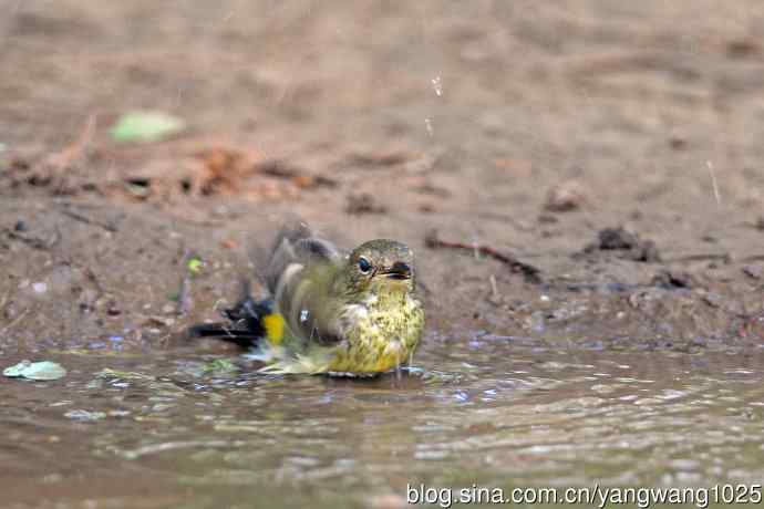 北京天坛公园的鸟类——洗浴的雌性白眉姬鹟