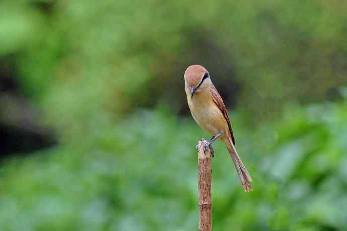 红尾伯劳 红尾伯劳