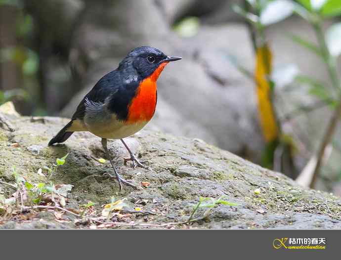 拍到鈥溄鹦馗桊垛