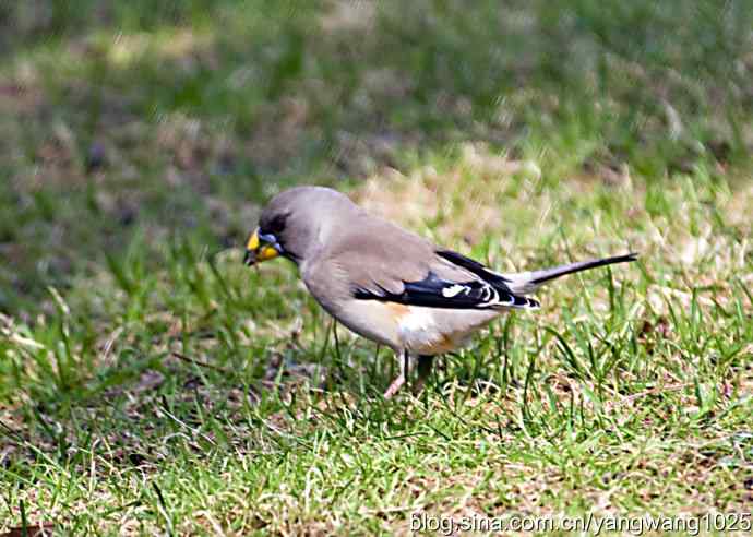 黑尾蜡嘴雀 黑尾蜡嘴雀