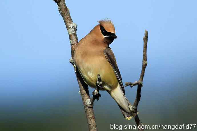 雪松太平鸟（2）