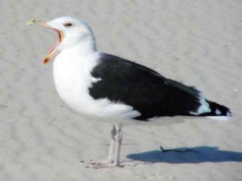 白头鸟系列：另类的美丽10（海鸥）