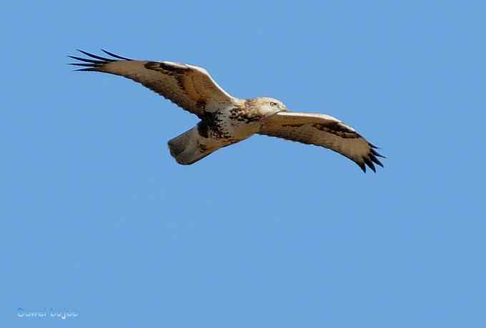 穿越大风车的草原大猛 穿越大风车的草原大猛
