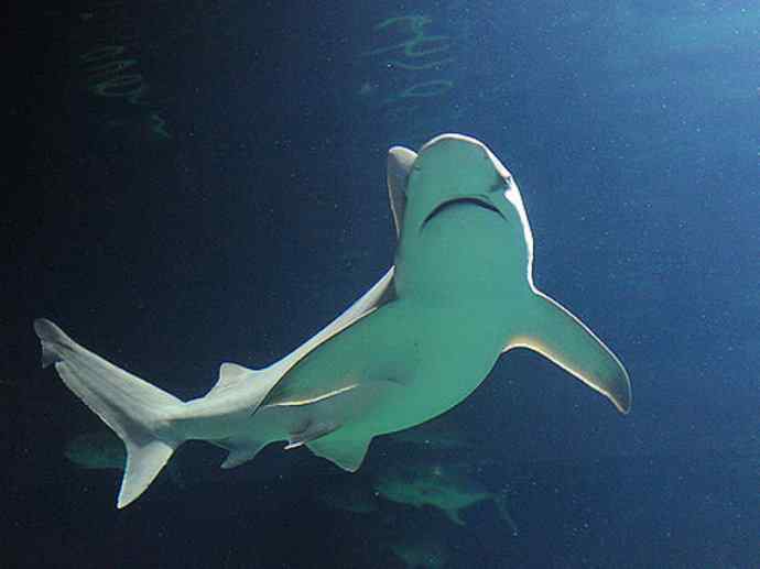 鱼类活化石：皱鳃鲨