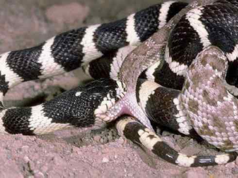 龙:传说的兽原型探秘(游蛇类) 龙:传说的兽原型探秘(游蛇类)