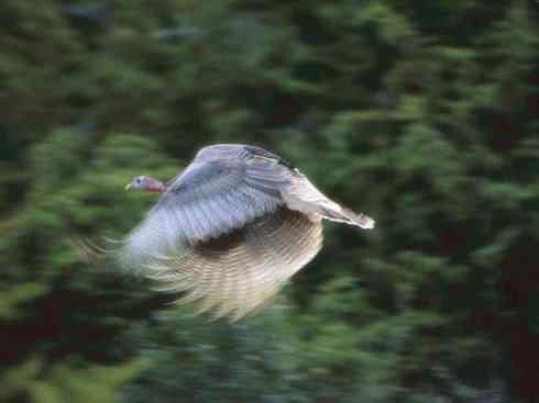 奇特的盔：眼斑吐绶鸡