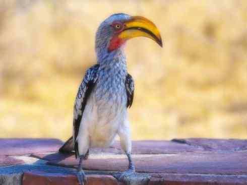 奇特的盔:盔犀鸟 奇特的盔:盔犀鸟