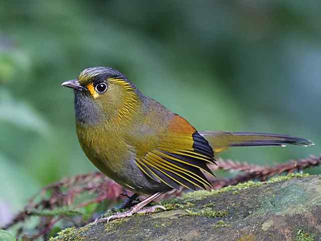 台湾特有鸟类——黄痣薮鹛（黄胸薮鹛）
