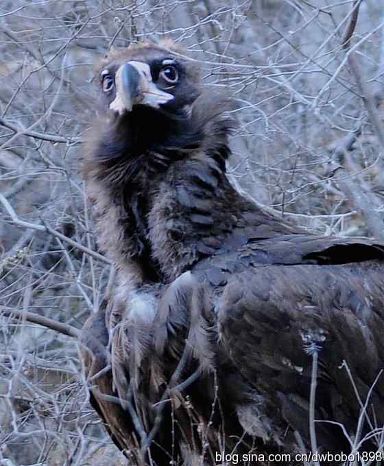 走近秃鹫:一段撼人心魄的拍摄经历 走近秃鹫:一段撼人心魄的拍摄经历